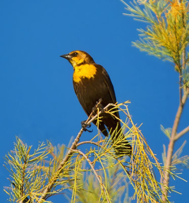 Yellow-headed Blackbird