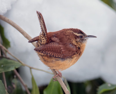 Carolina Wren