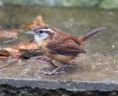 Carolina Wren