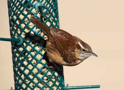 Carolina Wren