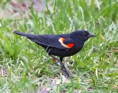 Red-winged Blackbird