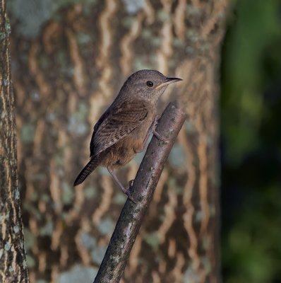 House Wren