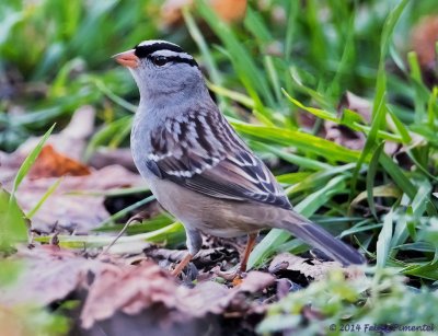 White-crowned Sparrow