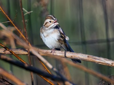 Clay-colored Sparrow