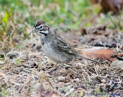 Lark Sparrow