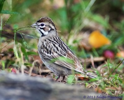 Lark Sparrow