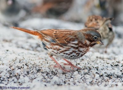 Fox Sparrow