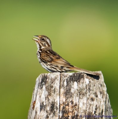 Savannah Sparrow