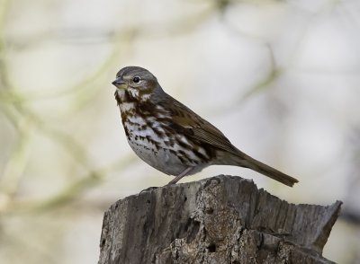 Fox Sparrow