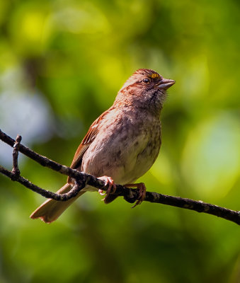 White-throated Sparrow