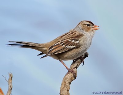 White-crowned Sparrow