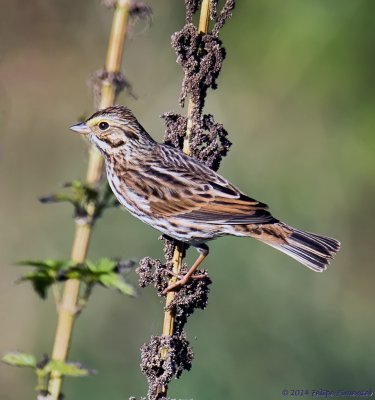 Savannah Sparrow