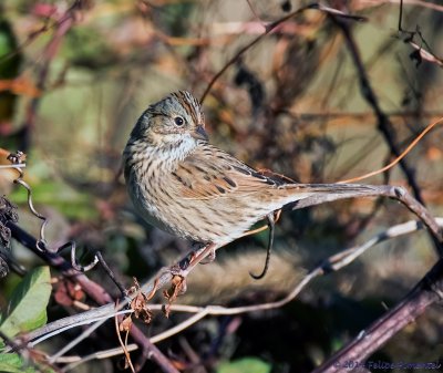 Lincoln's Sparrow