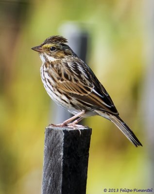 Savannah Sparrow