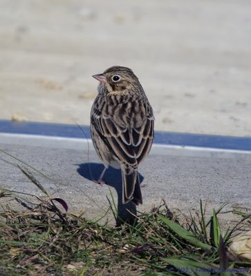 Vesper Sparrow