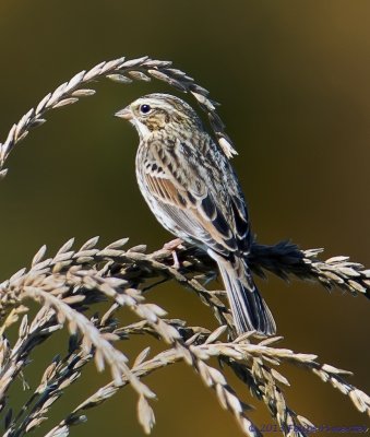 Savannah Sparrow