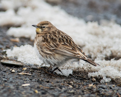 Savannah Sparrow