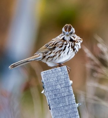 Song Sparrow