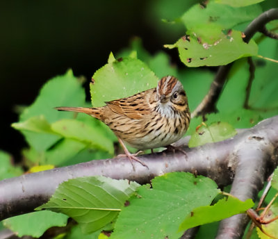 Lincoln's Sparrow