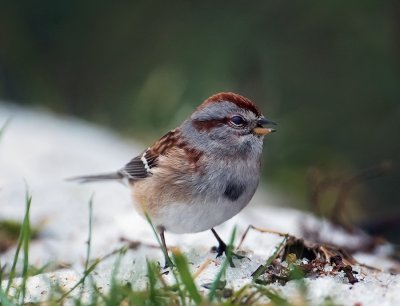 Tree Sparrow