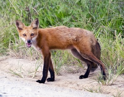 Red Fox