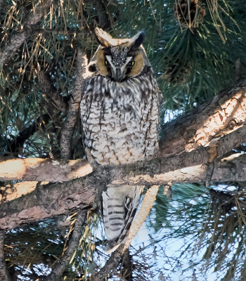 Long-eared Owl