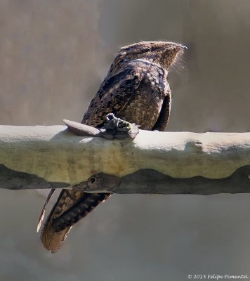 Eastern Whip-poor-will
