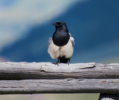 Black-billed Magpie