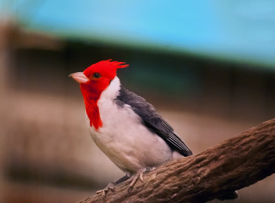 Red-crested Cardinal 