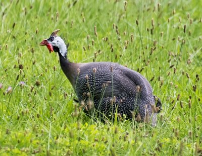 Helmeted Guineafowl 