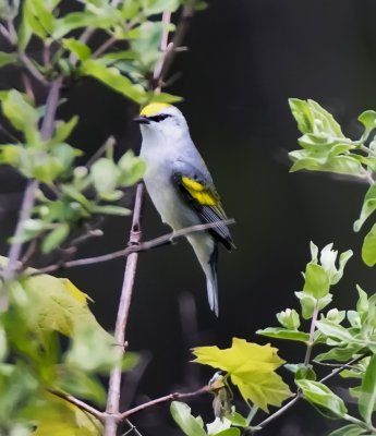 Brewster's Warbler