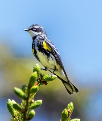 Yellow-rumped warblers