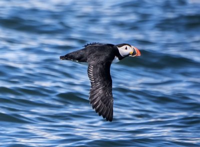 Atlantic Puffin