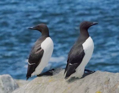 Murres (or Common Guillemots)