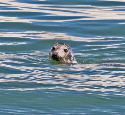 Gray Seal