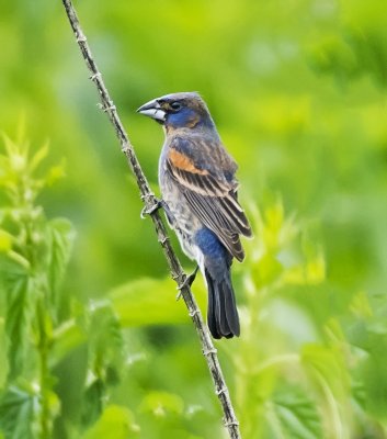 Blue Grosbeak (male)