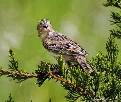 Grasshooper Sparrow