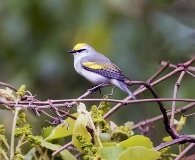 Brewster's Warbler
