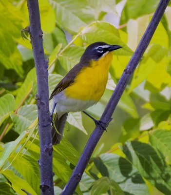 Yellow-breasted Chat
