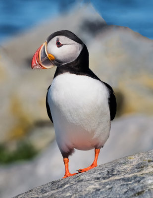 Atlantic Puffin