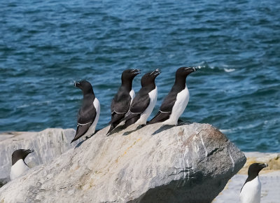 Razorbills