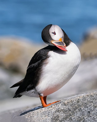 Atlantic Puffin