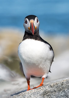 Atlantic Puffin