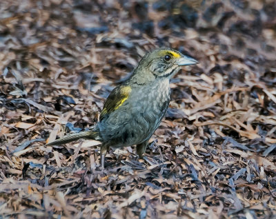 Seaside Sparrow