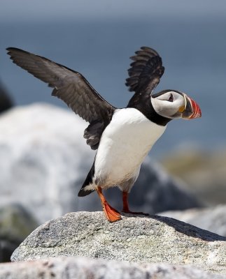 Puffin.jpg