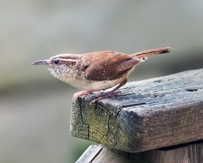 Carolina Wren