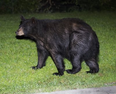 Black Bear (at night)