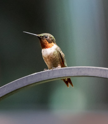 Ruby-throated hummingbird (male)