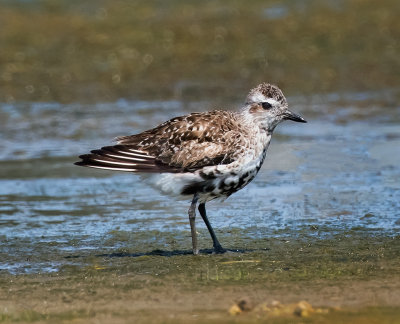 Black-bellied Plover