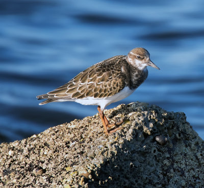 Ruddy Turnstone